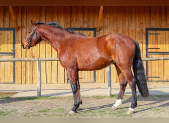 Ungarisches Sportpferd, Wallach, 3 Jahre, 170 cm, Rappe