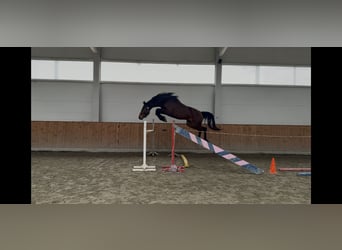 Ungarisches Sportpferd, Wallach, 3 Jahre, 176 cm, Rotbrauner