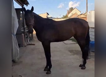 Ungarisches Sportpferd, Wallach, 3 Jahre, 176 cm, Rotbrauner