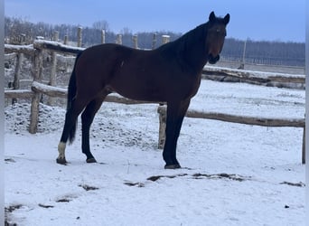Ungarisches Sportpferd, Wallach, 3 Jahre, 176 cm, Rotbrauner