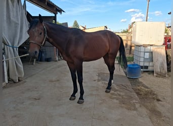 Ungarisches Sportpferd, Wallach, 3 Jahre, 176 cm, Rotbrauner