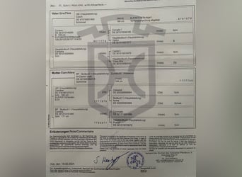 Ungarisches Sportpferd, Wallach, 3 Jahre, Brauner