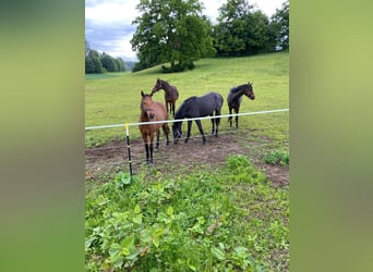 Ungarisches Sportpferd, Wallach, 3 Jahre, Brauner