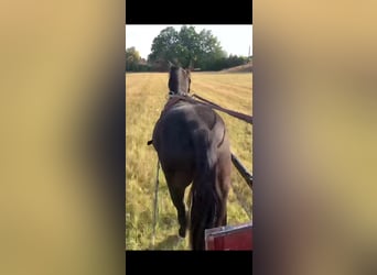 Ungarisches Sportpferd, Wallach, 4 Jahre, 130 cm, Rappe