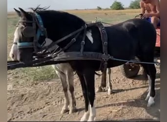 Ungarisches Sportpferd, Wallach, 4 Jahre, 130 cm, Rappe