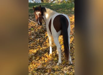 Ungarisches Sportpferd Mix, Wallach, 4 Jahre, 143 cm, Schecke