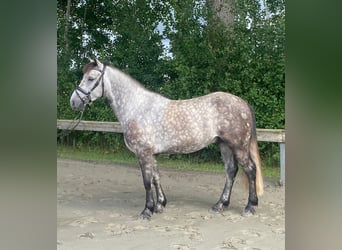 Ungarisches Sportpferd, Wallach, 4 Jahre, 144 cm, Schimmel