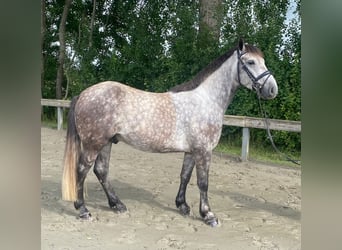 Ungarisches Sportpferd, Wallach, 4 Jahre, 144 cm, Schimmel
