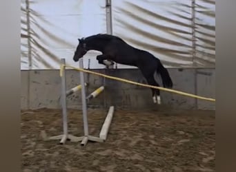 Ungarisches Sportpferd, Wallach, 4 Jahre, 145 cm, Dunkelbrauner