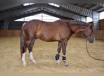 Ungarisches Sportpferd, Wallach, 4 Jahre, 150 cm, Fuchs