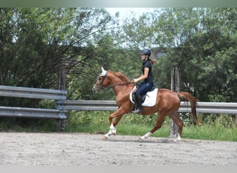 Ungarisches Sportpferd, Wallach, 4 Jahre, 152 cm, Fuchs