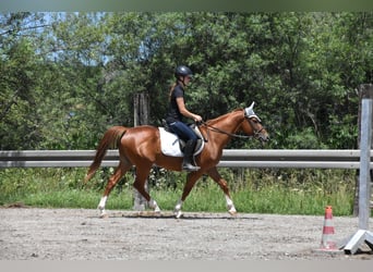 Ungarisches Sportpferd, Wallach, 4 Jahre, 152 cm, Fuchs