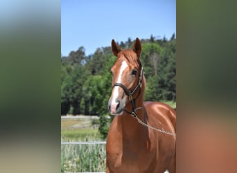 Ungarisches Sportpferd, Wallach, 4 Jahre, 152 cm, Fuchs