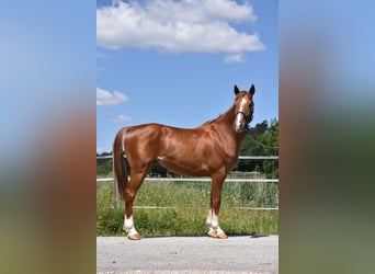 Ungarisches Sportpferd, Wallach, 4 Jahre, 152 cm, Fuchs