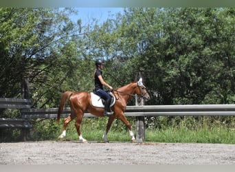 Ungarisches Sportpferd, Wallach, 4 Jahre, 152 cm, Fuchs