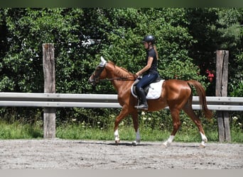 Ungarisches Sportpferd, Wallach, 4 Jahre, 152 cm, Fuchs