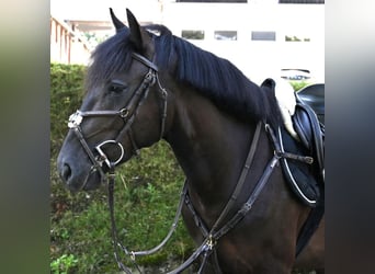 Ungarisches Sportpferd, Wallach, 4 Jahre, 153 cm, Dunkelbrauner