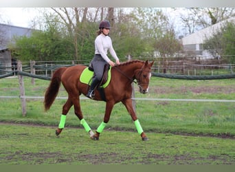 Ungarisches Sportpferd, Wallach, 4 Jahre, 158 cm, Dunkelfuchs