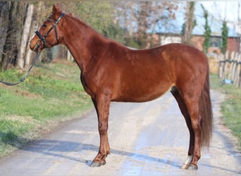Ungarisches Sportpferd, Wallach, 4 Jahre, 158 cm, Dunkelfuchs