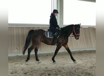 Ungarisches Sportpferd, Wallach, 4 Jahre, 160 cm, Brauner