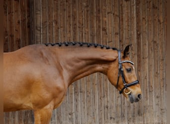 Ungarisches Sportpferd, Wallach, 4 Jahre, 160 cm, Brauner