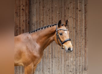 Ungarisches Sportpferd, Wallach, 4 Jahre, 160 cm, Brauner