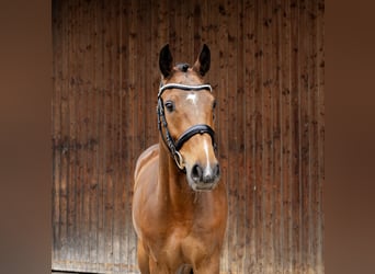 Ungarisches Sportpferd, Wallach, 4 Jahre, 160 cm, Brauner