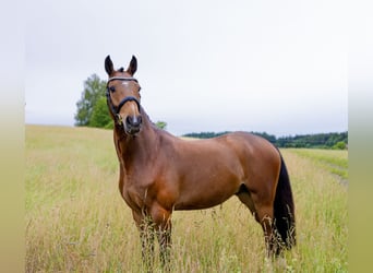 Ungarisches Sportpferd, Wallach, 4 Jahre, 160 cm, Brauner