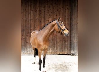 Ungarisches Sportpferd, Wallach, 4 Jahre, 160 cm, Brauner