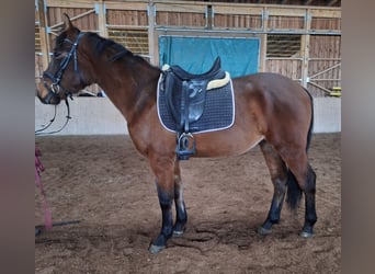 Ungarisches Sportpferd, Wallach, 4 Jahre, 160 cm, Dunkelbrauner