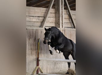 Ungarisches Sportpferd, Wallach, 4 Jahre, 160 cm, Dunkelbrauner