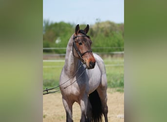 Ungarisches Sportpferd, Wallach, 4 Jahre, 160 cm, Schimmel