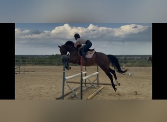 Ungarisches Sportpferd, Wallach, 4 Jahre, 161 cm, Dunkelbrauner