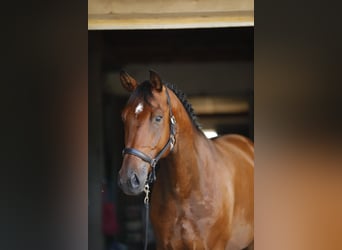 Ungarisches Sportpferd, Wallach, 4 Jahre, 162 cm, Rotbrauner