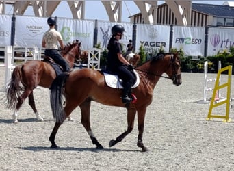 Ungarisches Sportpferd, Wallach, 4 Jahre, 163 cm, Rotbrauner