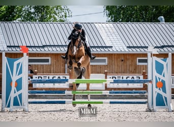 Ungarisches Sportpferd, Wallach, 4 Jahre, 163 cm, Rotbrauner