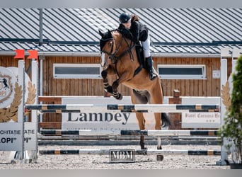 Ungarisches Sportpferd, Wallach, 4 Jahre, 163 cm, Rotbrauner