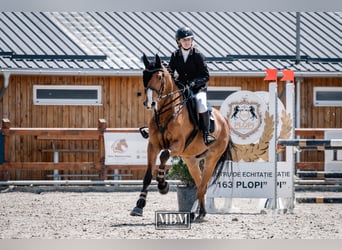 Ungarisches Sportpferd, Wallach, 4 Jahre, 163 cm, Rotbrauner
