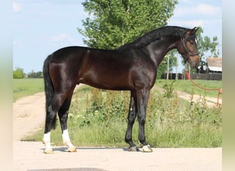 Ungarisches Sportpferd, Wallach, 4 Jahre, 163 cm, Schwarzbrauner