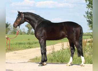 Ungarisches Sportpferd, Wallach, 4 Jahre, 163 cm, Schwarzbrauner