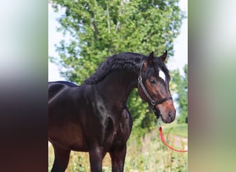Ungarisches Sportpferd, Wallach, 4 Jahre, 163 cm, Schwarzbrauner