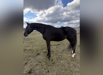 Ungarisches Sportpferd, Wallach, 4 Jahre, 164 cm, Rappe