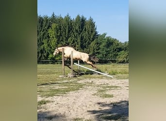 Ungarisches Sportpferd, Wallach, 4 Jahre, 165 cm, Buckskin