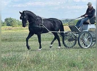Ungarisches Sportpferd, Wallach, 4 Jahre, 165 cm, Rappe