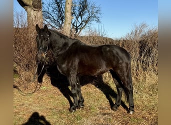 Ungarisches Sportpferd, Wallach, 4 Jahre, 165 cm, Rappe