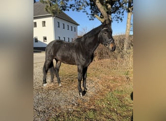 Ungarisches Sportpferd, Wallach, 4 Jahre, 165 cm, Rappe