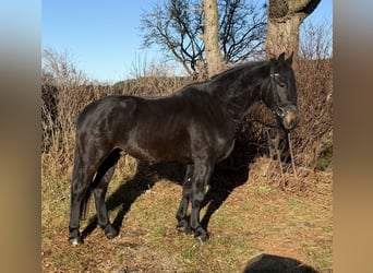 Ungarisches Sportpferd, Wallach, 4 Jahre, 165 cm, Rappe