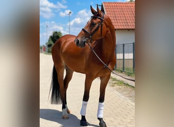 Ungarisches Sportpferd, Wallach, 4 Jahre, 165 cm, Rotbrauner