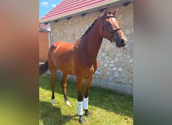 Ungarisches Sportpferd, Wallach, 4 Jahre, 165 cm, Rotbrauner