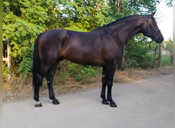 Ungarisches Sportpferd, Wallach, 4 Jahre, 166 cm, Dunkelbrauner
